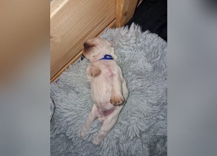 Unsere Zwergschnauzer-Welpen in weiß sind da! Ab 10.11.26 auszugsbereit