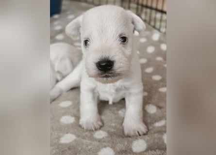 Zwergschnauzer Welpen