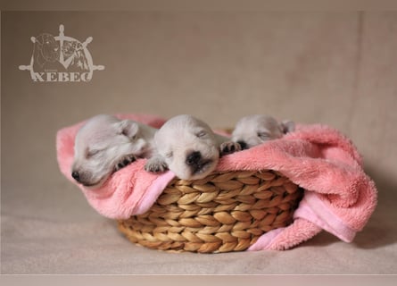 Zwergschnauzer Welpen
