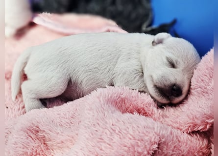 Zwergschnauzer Welpen