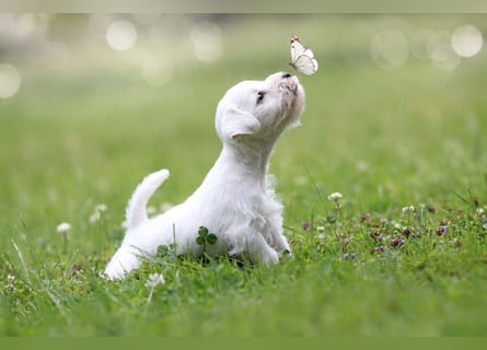 Zwergschnauzer Welpen