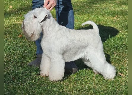 Zwergschnauzer Welpen