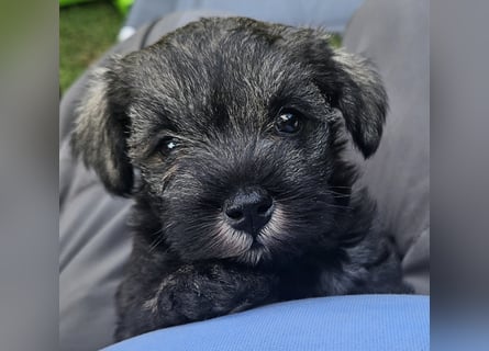 Championzucht Zwergschnauzer pfeffer/salz