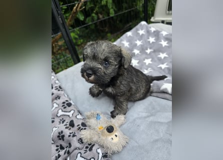Championzucht Zwergschnauzer pfeffer/salz