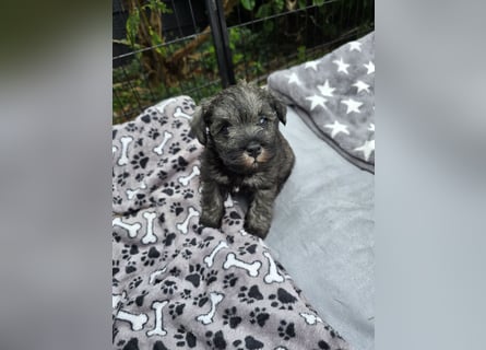 Championzucht Zwergschnauzer pfeffer/salz