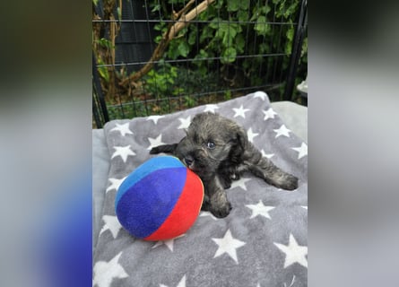 Championzucht Zwergschnauzer pfeffer/salz