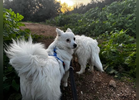 Leo und Poldo: ein Herz und eine Seele