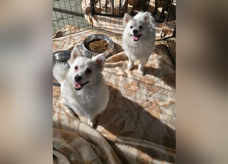 Leo und Poldo: ein Herz und eine Seele