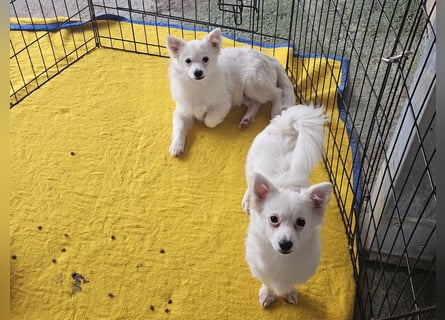 Leo und Poldo: ein Herz und eine Seele