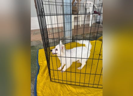 Leo und Poldo: ein Herz und eine Seele Leo und Poldo: ein Herz und eine Seele