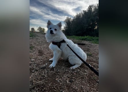 Leo und Poldo: wer verliebt sich in einen Wuschel