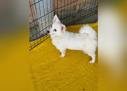 Leo und Poldo: ein Herz und eine Seele Leo und Poldo: ein Herz und eine Seele