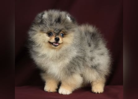Pomeranian Zwergspitz Welpen kleine Flauschbärchen zum Verlieben