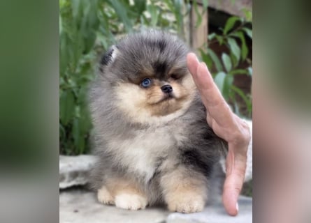 Pomeranian Zwergspitz Welpen kleine Flauschbärchen zum Verlieben