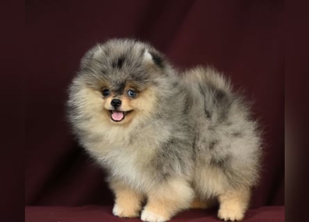 Pomeranian Zwergspitz Welpen kleine Flauschbärchen zum Verlieben