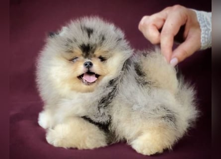 Pomeranian Zwergspitz Welpen kleine Flauschbärchen zum Verlieben