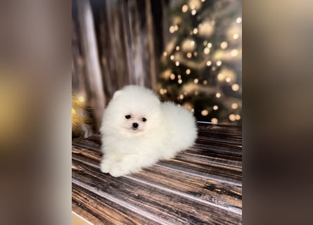 Pomeranian Zwergspitz Welpen kleine Fellbärchen suchen ihre Familie