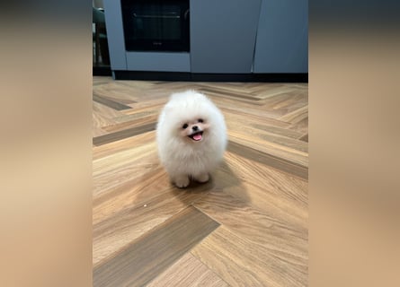 Pomeranian Zwergspitz Welpen kleine Fellnasen mit großem Herzen