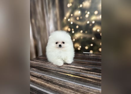 Pomeranian Zwergspitz Welpen kleine Fellbärchen suchen ihre Familie