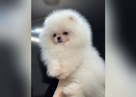 Pomeranian Zwergspitz Welpen kleine Fellbärchen suchen ihre Familie