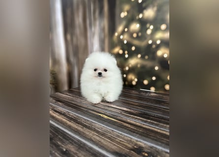 Pomeranian Zwergspitz Welpen kleine Fellbärchen suchen ihre Familie