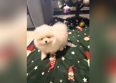 Pomeranian Zwergspitz