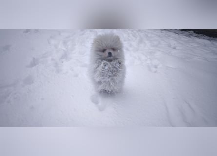 Pomeranian Zwergspitz