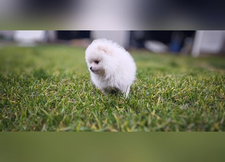 Pomeranian Zwergspitz