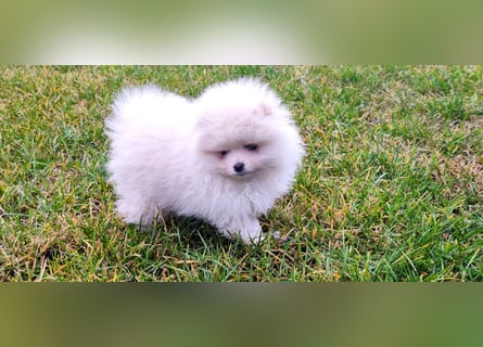 Pomeranian Zwergspitz