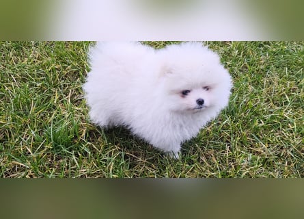 Pomeranian Zwergspitz