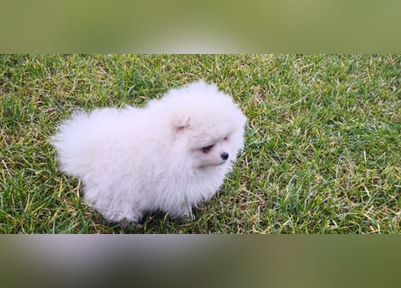 Pomeranian Zwergspitz