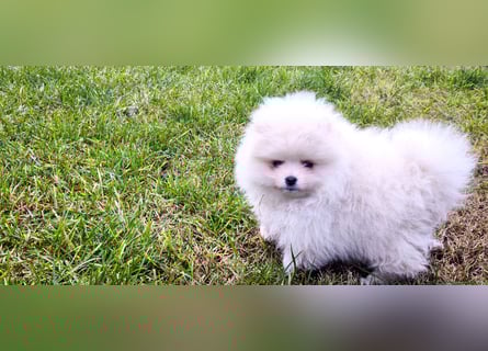 Pomeranian Zwergspitz