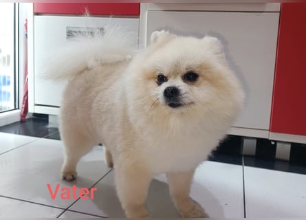 Pomeranian Zwergspitz