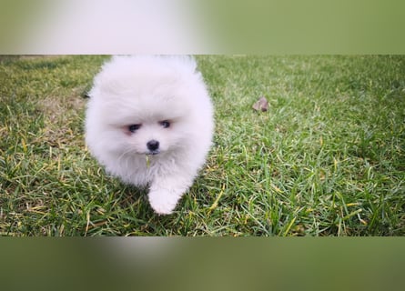 Pomeranian Zwergspitz