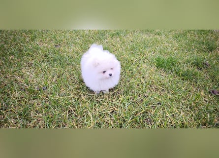 Pomeranian Zwergspitz