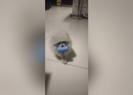 Pomeranian Zwergspitz