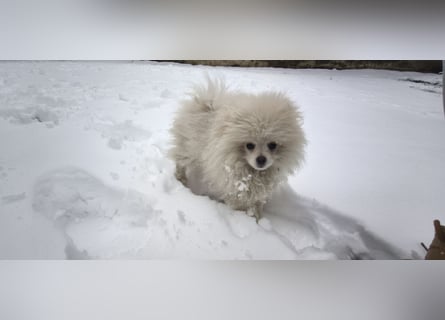 Pomeranian Zwergspitz