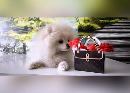 Pomeranian Zwergspitz