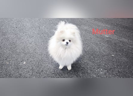 Pomeranian Zwergspitz