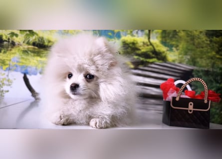 Pomeranian Zwergspitz