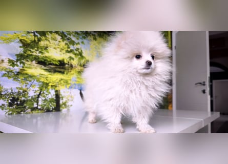 Pomeranian Zwergspitz