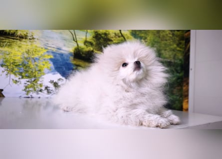 Pomeranian Zwergspitz