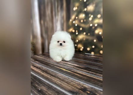 Wunderschöne Pomeranian Zwergspitz Welpen suchen liebevolle Familien