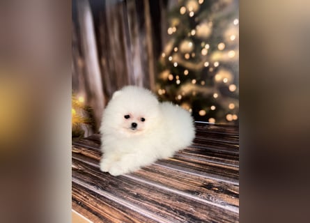 Wunderschöne Pomeranian Zwergspitz Welpen suchen liebevolle Familien