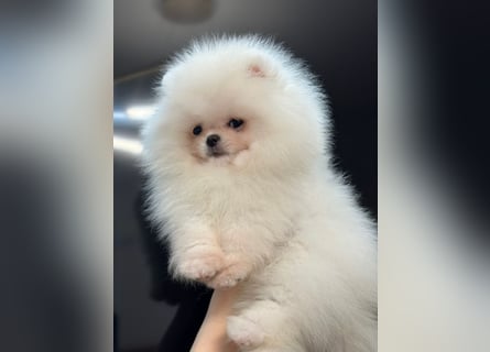 Wunderschöne Pomeranian Zwergspitz Welpen suchen liebevolle Familien