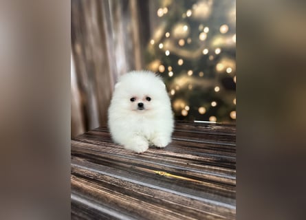 Wunderschöne Pomeranian Zwergspitz Welpen suchen liebevolle Familien