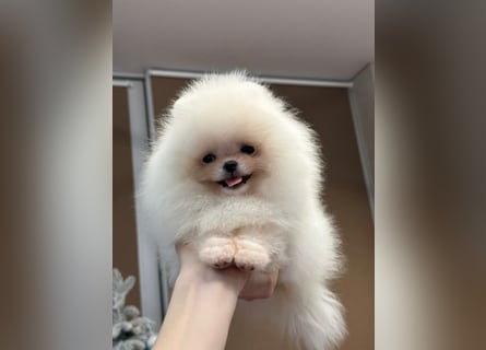 Wunderschöne Pomeranian Zwergspitz Welpen suchen liebevolle Familien