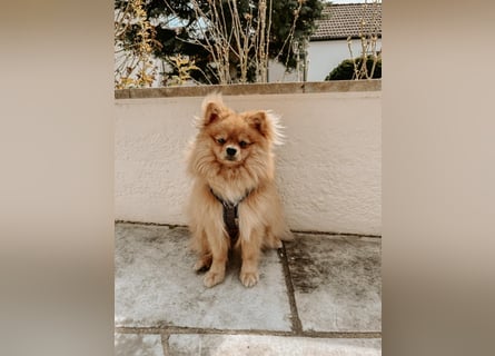 Zwergspitz-Papillon-Rüde „Loki“ - 1 Jahr sucht liebevolles Zuhause