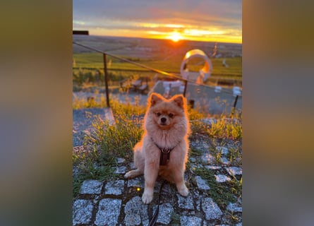 Zwergspitz-Papillon-Rüde „Loki“ - 1 Jahr sucht liebevolles Zuhause
