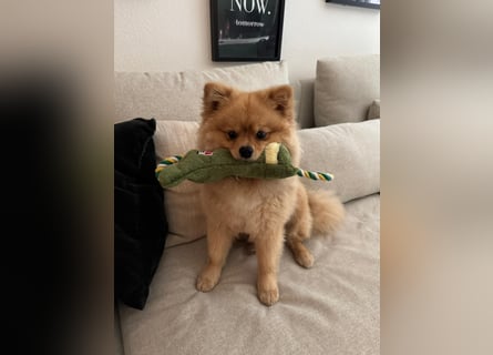 Zwergspitz-Papillon-Rüde „Loki“ - 1 Jahr sucht liebevolles Zuhause